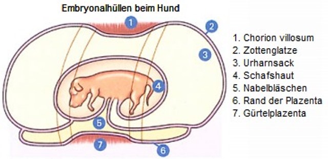 Embryonalhülle