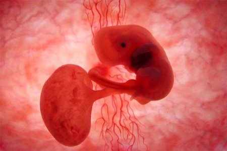 Embryo am 16. Trächtigkeitstag.
Quelle: National geographic